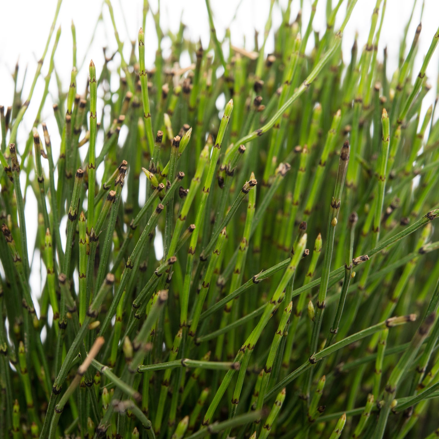 Japanse holpijp (Equisetum scirpoides) D 18 H 30 cm