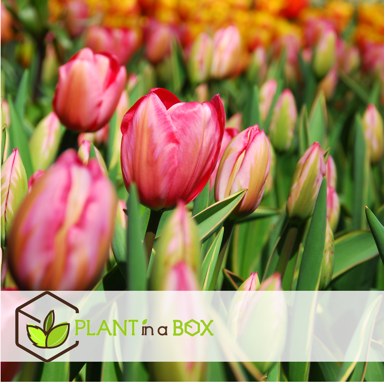 Tulipa design impression - bulbes à fleurs x20 - tulipe - rose