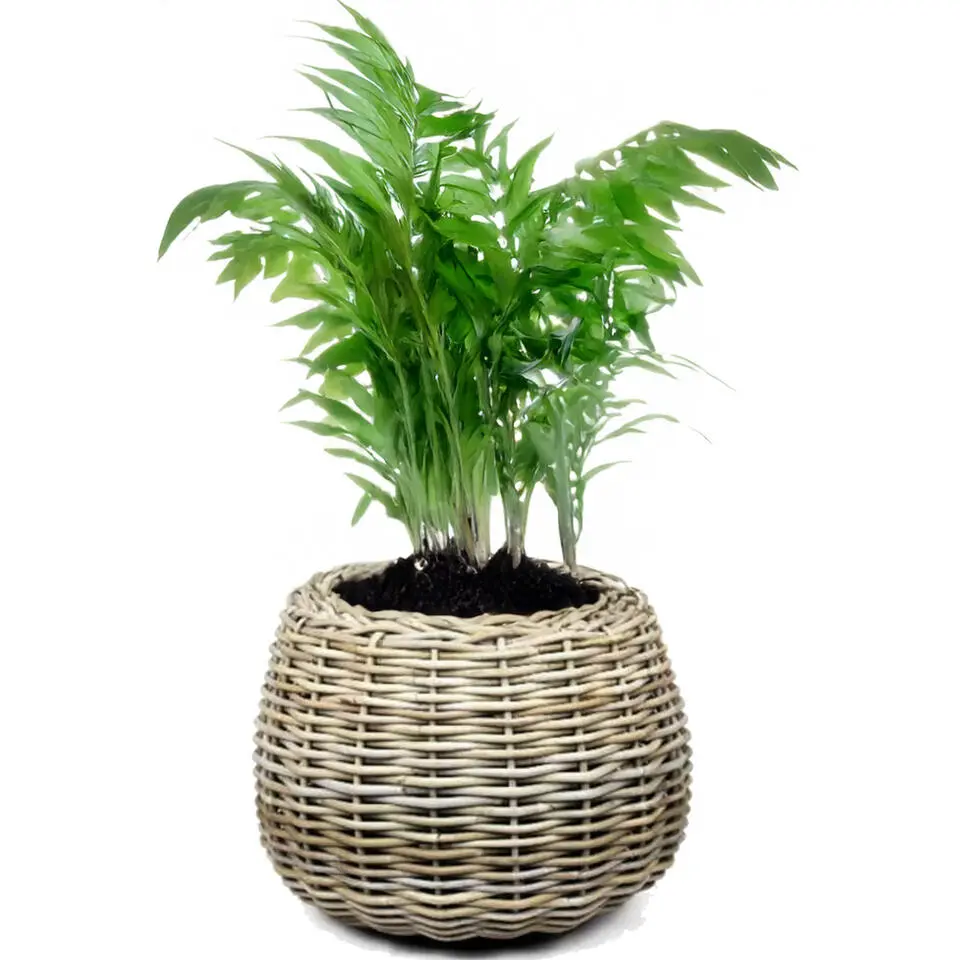 Van der Leeden Planten mand - rotan gevlochten- 45x34cm - drypot