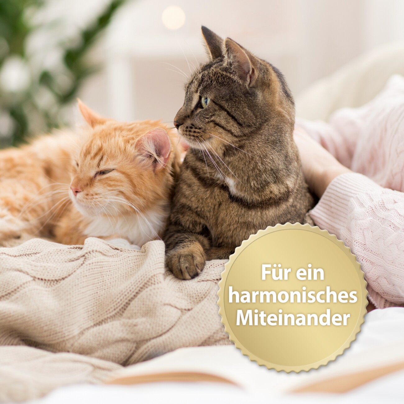 Felisept Family Comfort Nachfüllflakon im Mehrkatzenhaushalt 3x45 ml