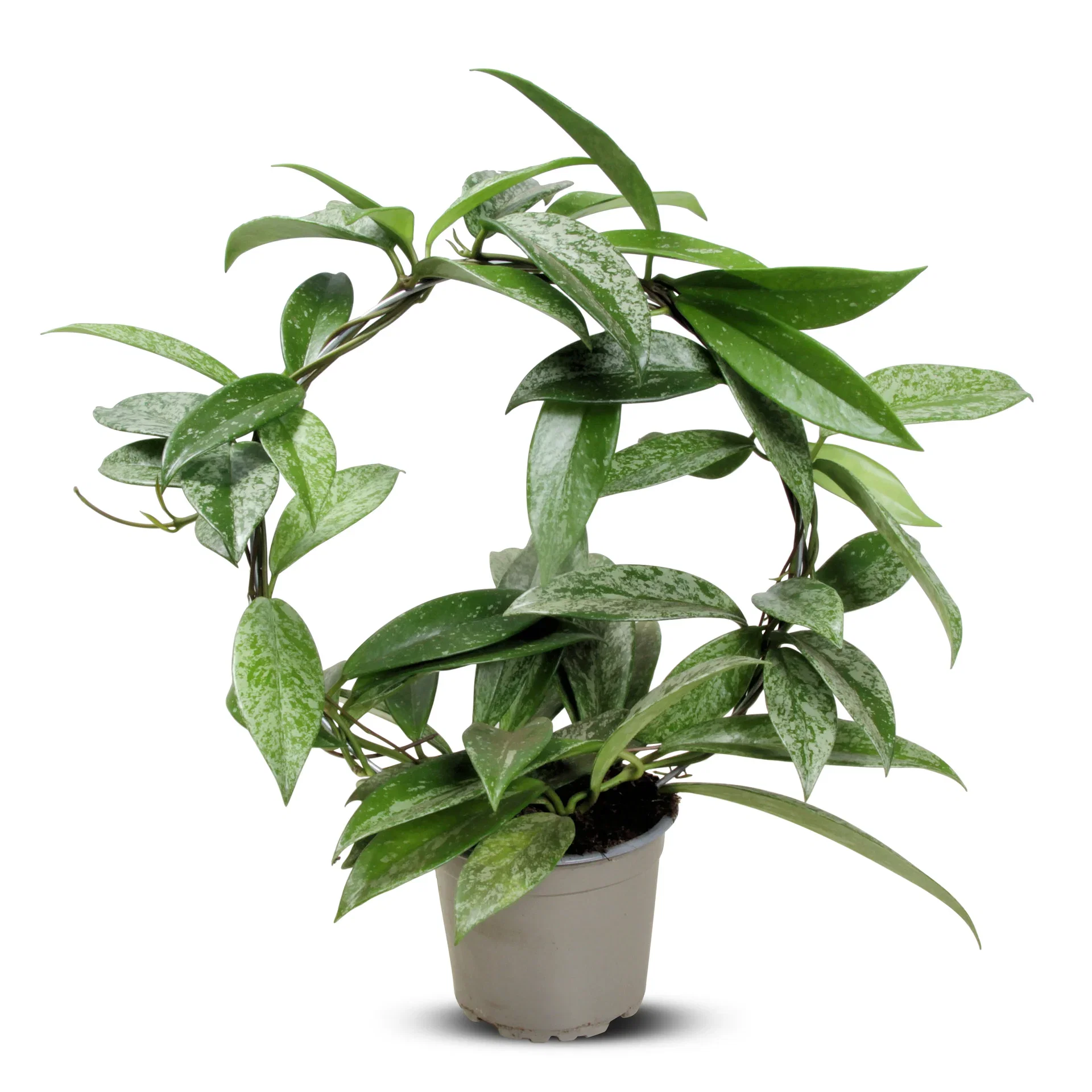 Hoya carnosa 'Silverspots' Porselensplante ‘Silverspots’ på bøyle Høyde 40 cm