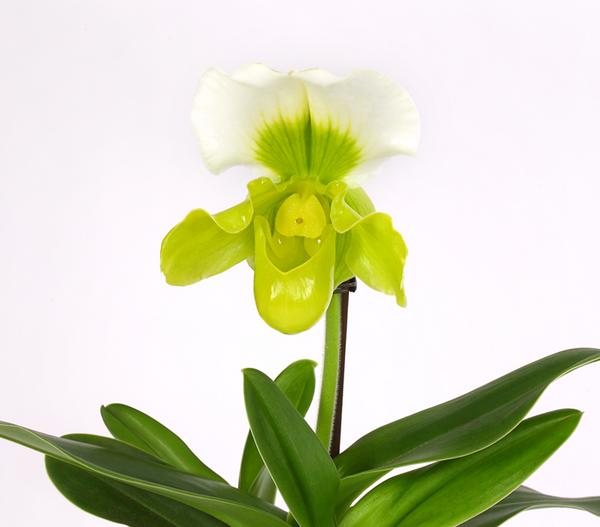 Frauenschuh - Paphiopedilum Complex Culitvar