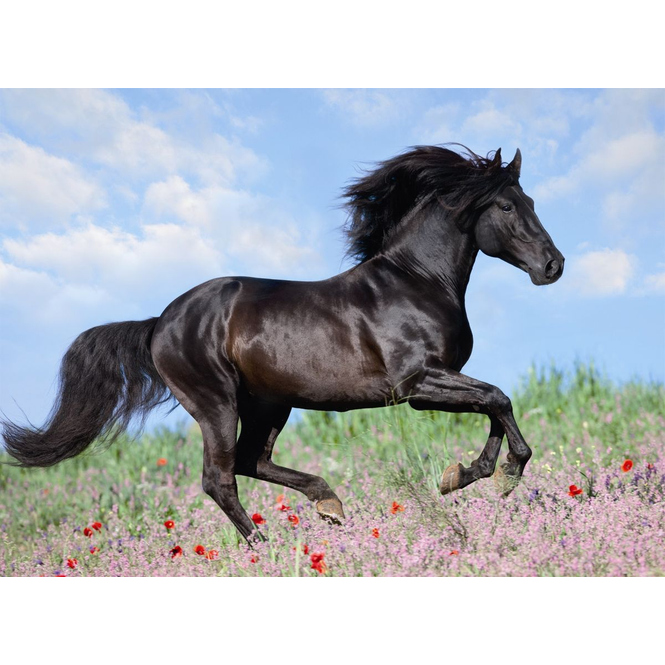 Puzzle - Schwarzer Hengst - 200 XXL Teile