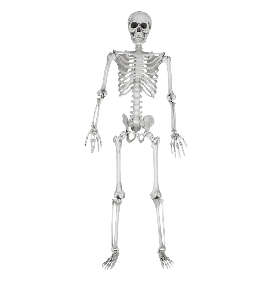 Halloween Skelet - Menneskestørrelse 170 cm