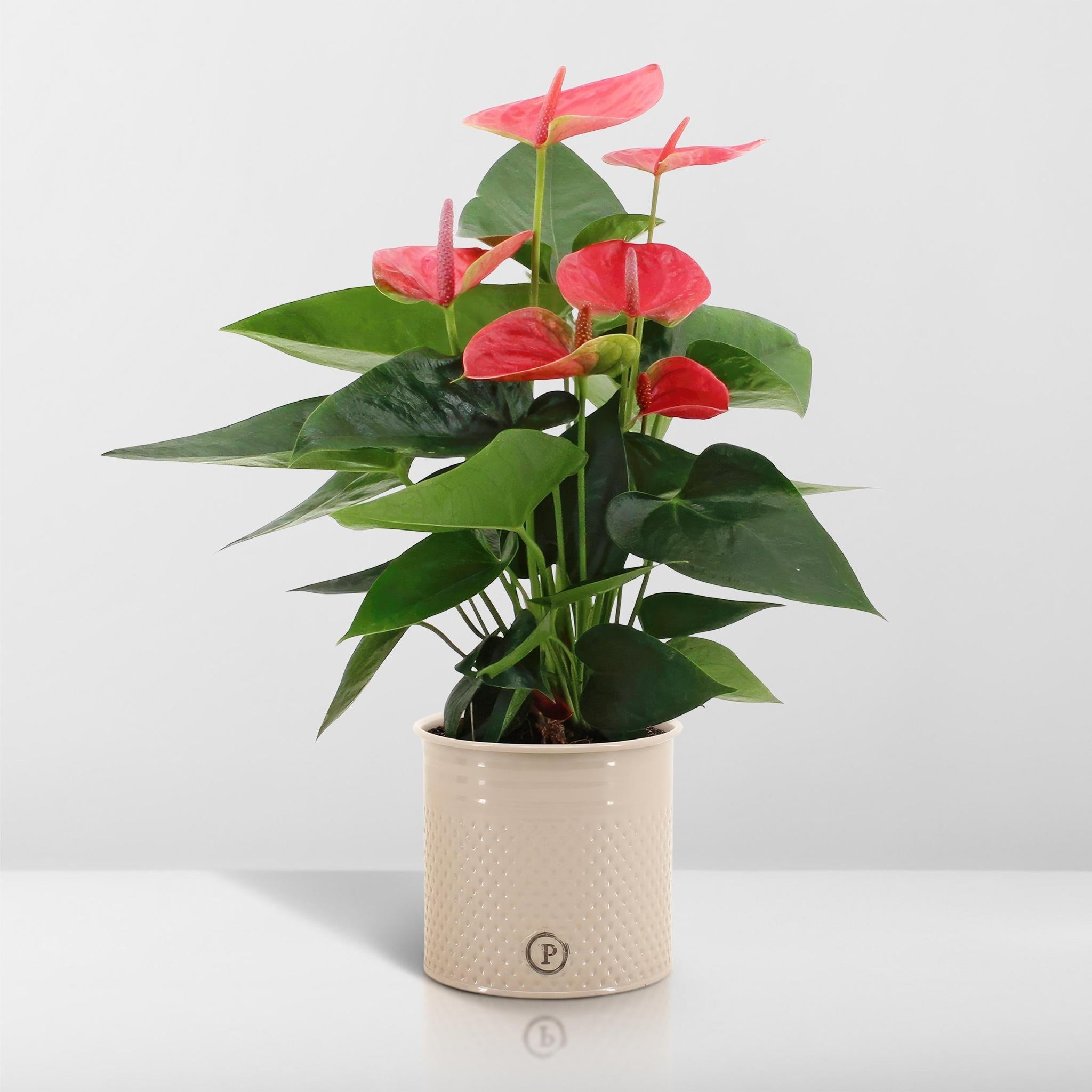 Plante d'intérieur - anthurium rouge et son pot crème 45cm