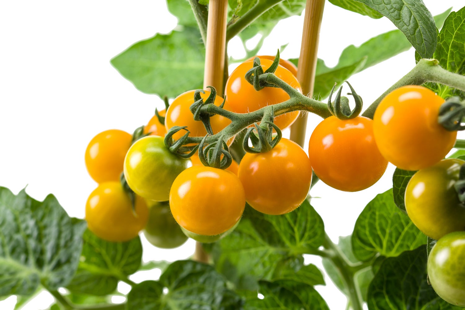 Pick-&-Joy Pluktomaatje oranje (Solanum lycopersicum) D 14 H 40 cm