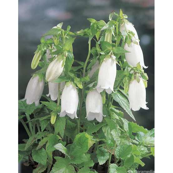 Campanule ponctuée : godet vert