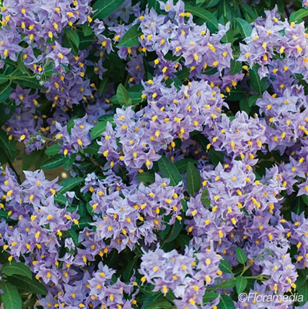 Solanum 'glasnevin' - solanum crispum 3l