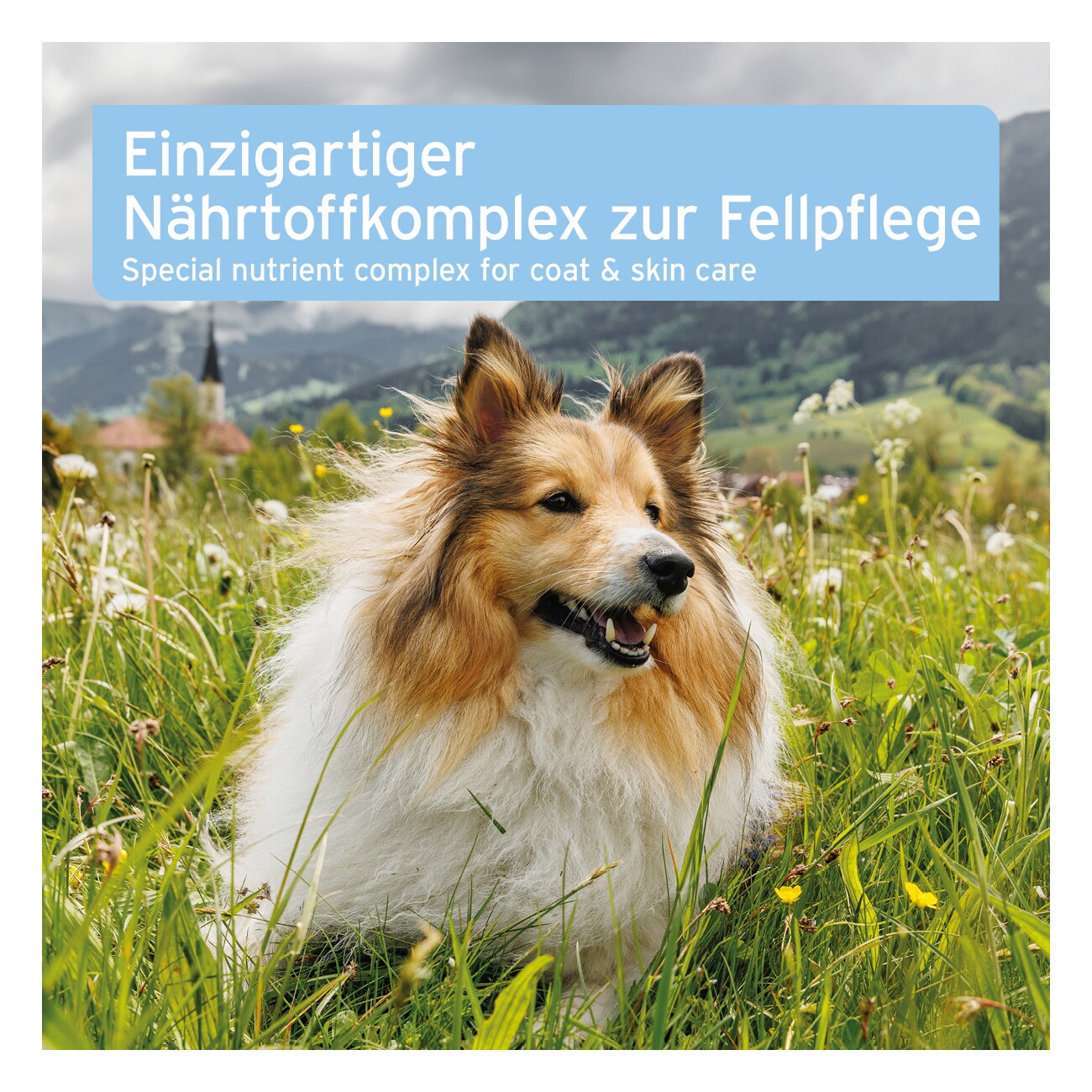 AniForte Plus Fell & Haut 90 Tabletten