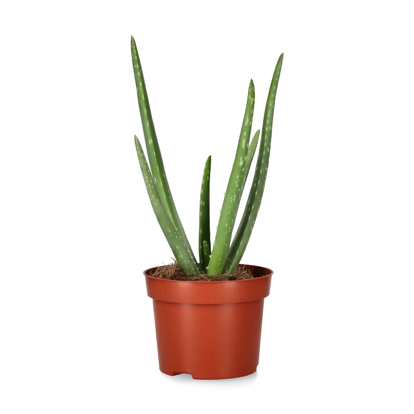 Aloe vera Aloe vera Høyde 25 cm