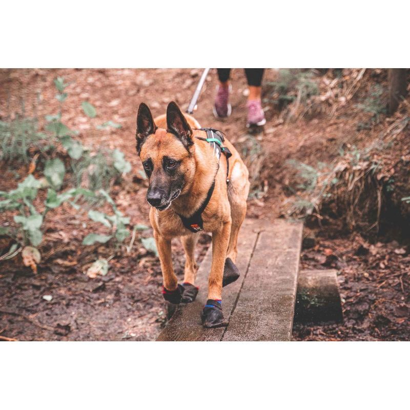 Solid Socks x 4 - Chaussettes pour chien