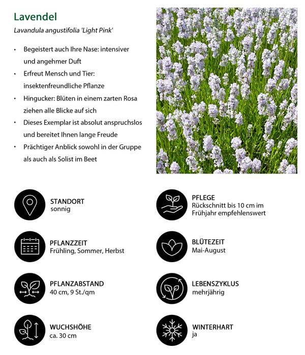 Lavendel-Set Lavendel-Vielfalt, 4-teilig