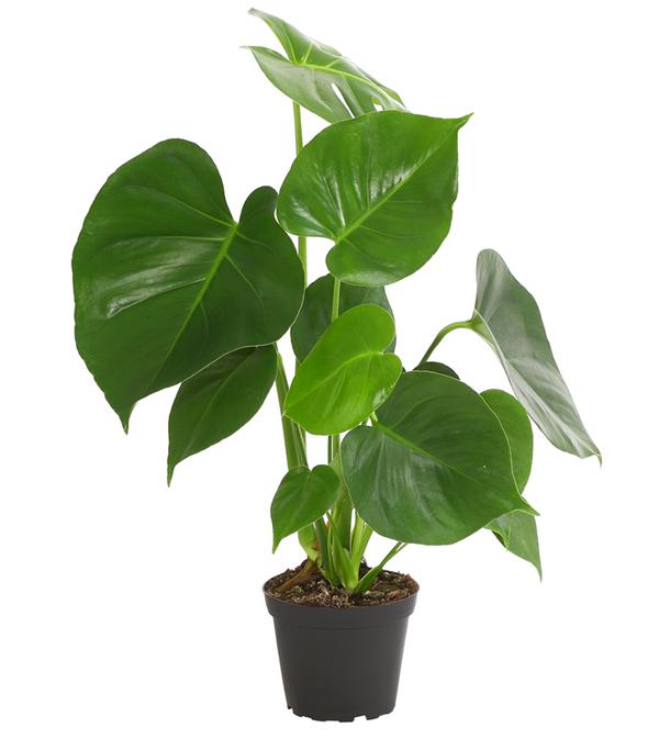 Fensterblatt - Monstera deliciosa