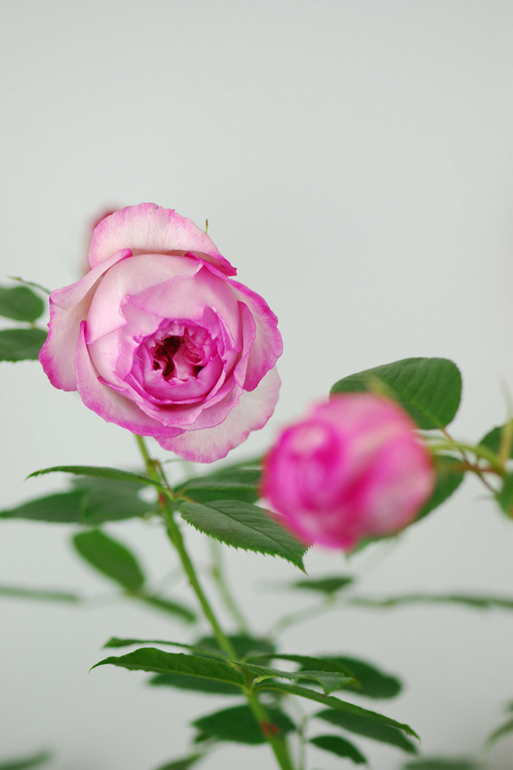 Rosier 'the mill on the floss' ? - 5l