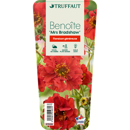 Benoîte Mrs Bradshaw : godet vert