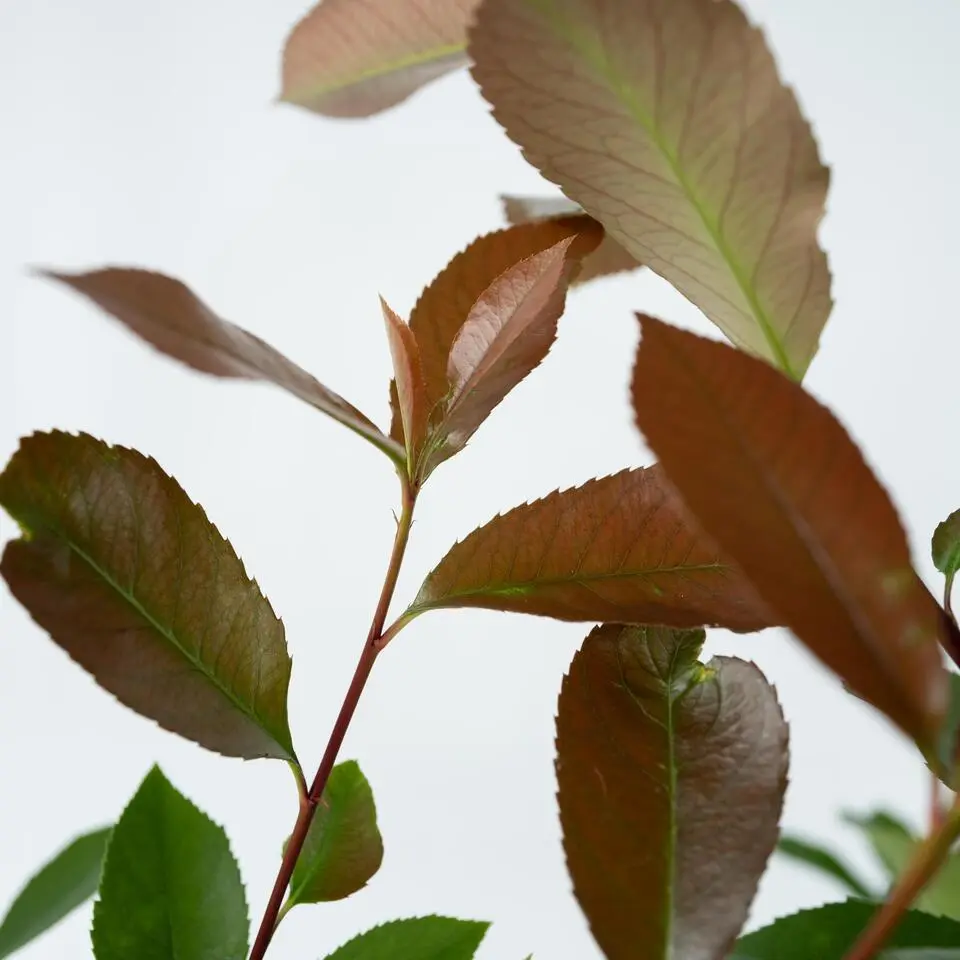 Glansmispel - Set van 6 - Photinia fraseri 'Red Robin' - Hoogte 30-40cm - ⌀17cm