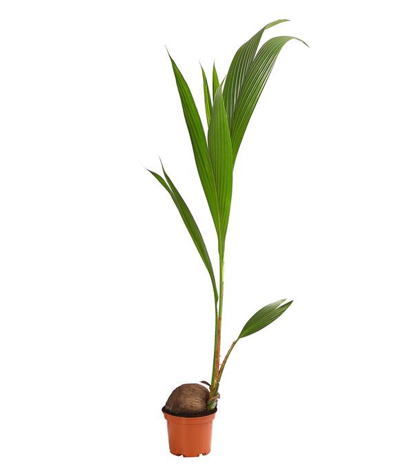 Kokospalme - Cocos nucifera