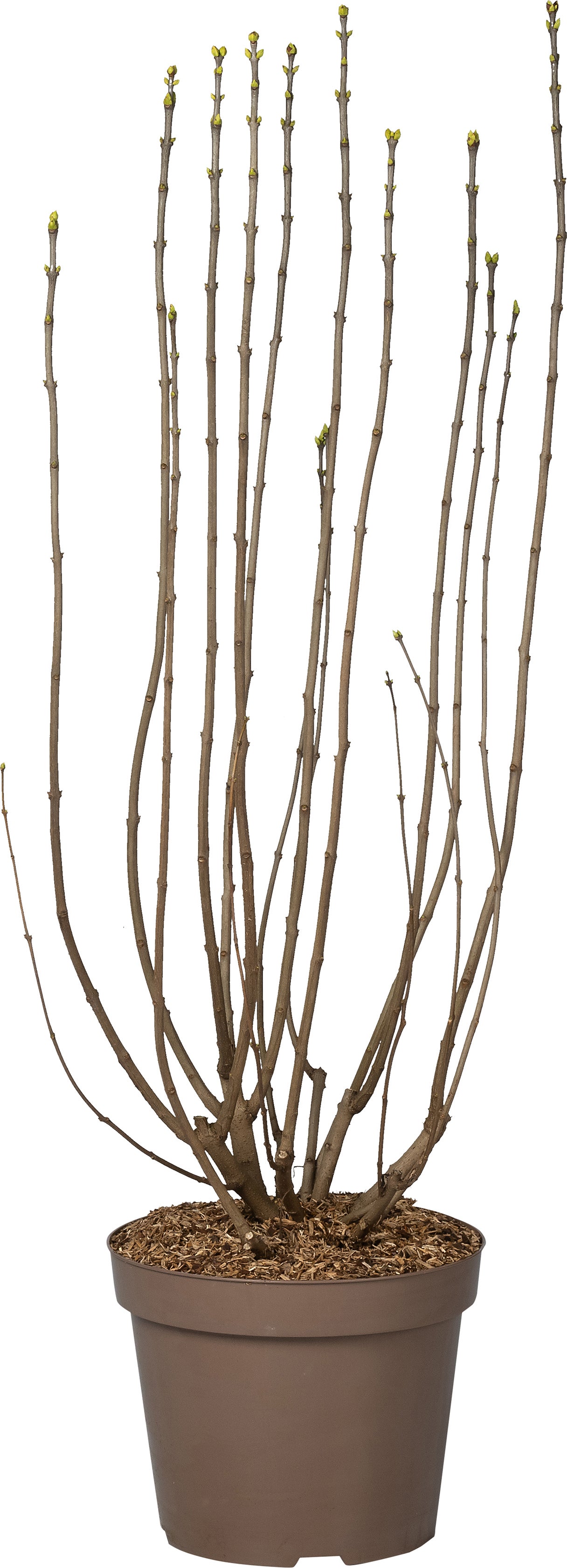 Sering (Syringa vulgaris 'Souvenir d'Alice Harding') D 32 H 100 cm