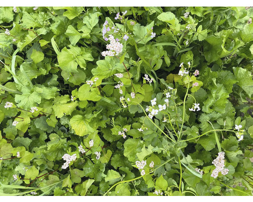Wildperceelzaad 'Hegering Universal' 10 kg / 2500 m²