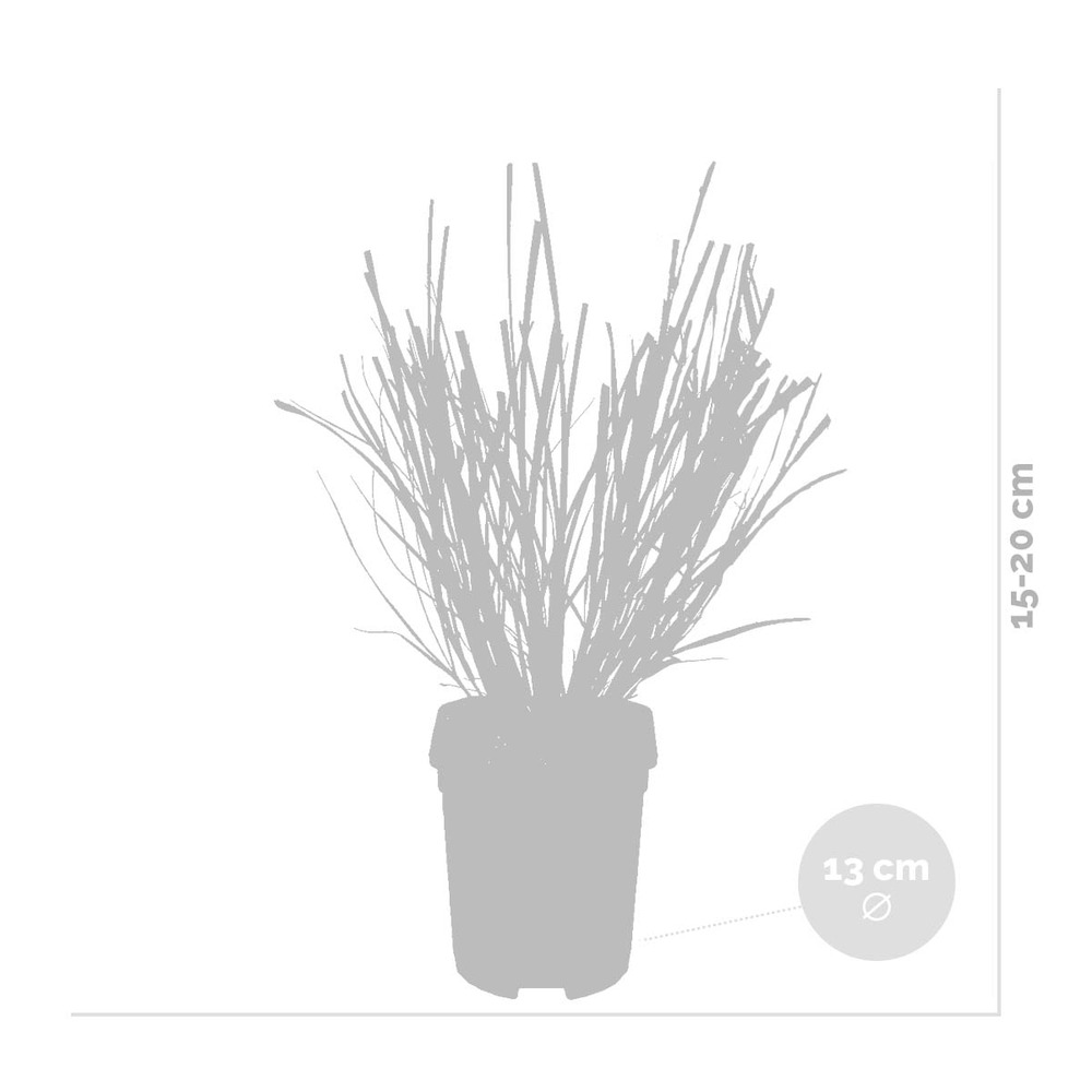 2x pennisetum 'hameln' - herbe à abat-jour - graminées ornementales - rustique - ⌀13 cm - ↕15-20 cm