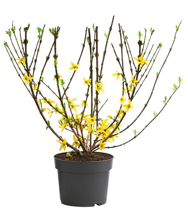 Forsythie 'Minigold'