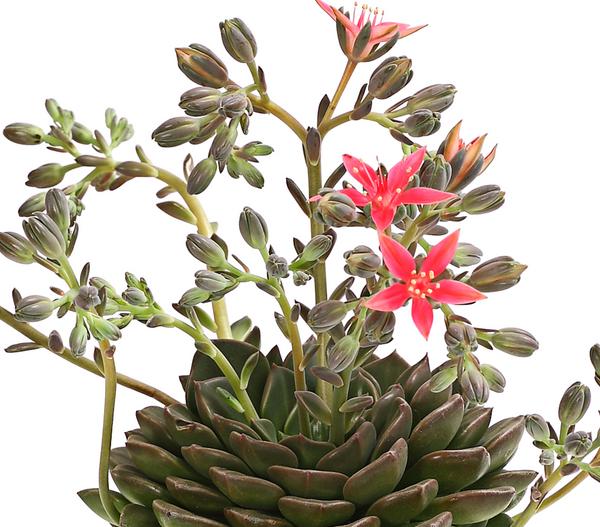 Graptopetalum - Graptopetalum tacitus