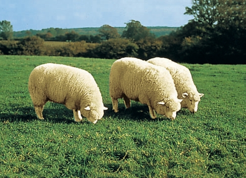 Merino-Lammfell-Sitzauflage in Tierform
