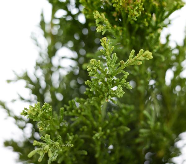 Hinoki-Scheinzypresse 'Drath'