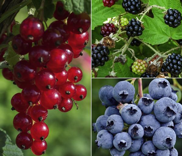 Bio Beeren-Set Kleiner Obstgarten, 3-teilig