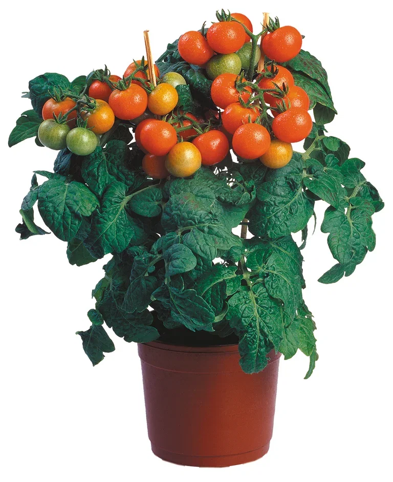 Ready Cherry Tomato Red 14 cm Cherrytomat Ø14 cm