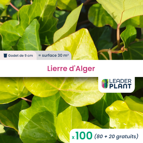 100 x lierre d'alger en godet