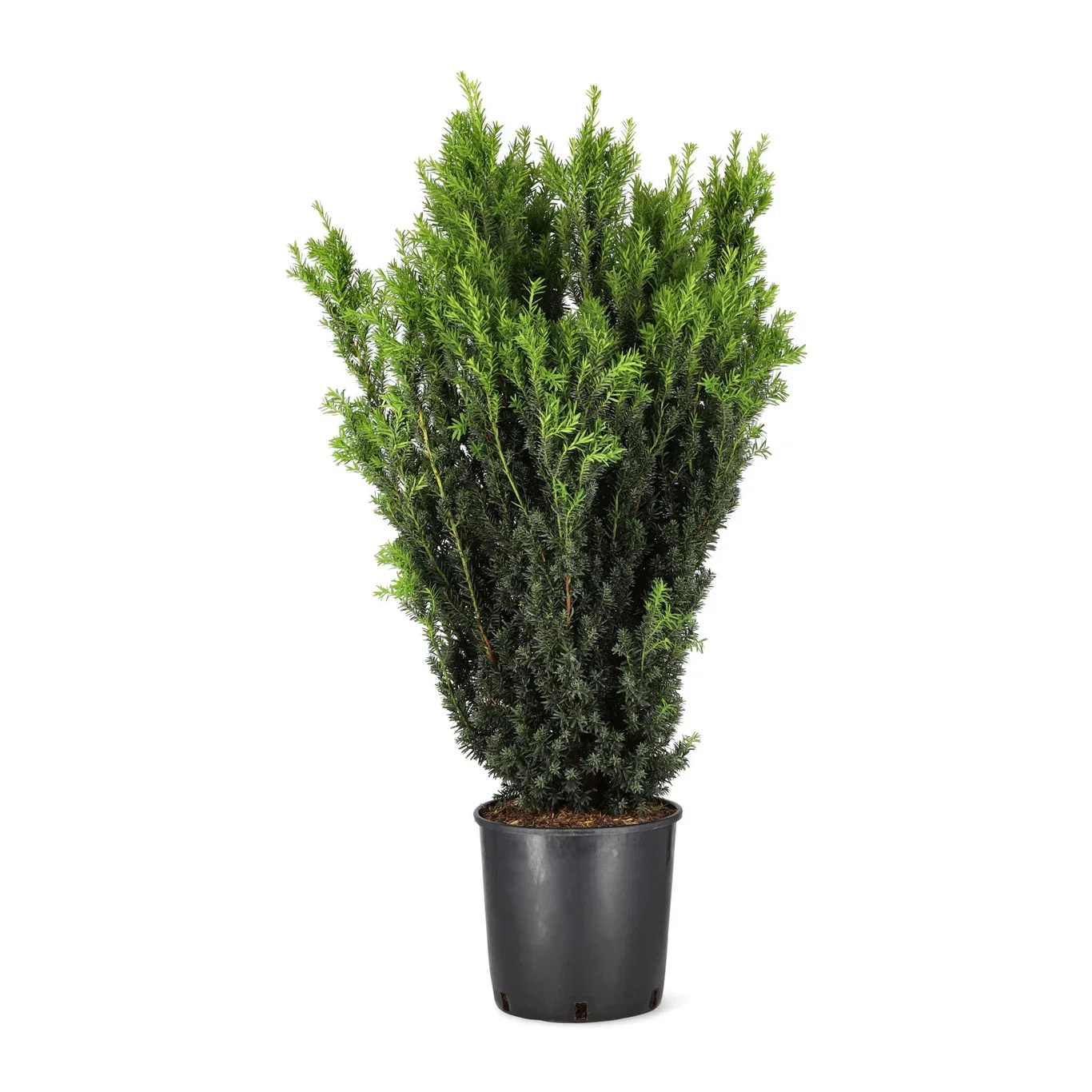 Taxus x media 'Hillii' Hybridbarlind 'Hillii' Ø29 cm