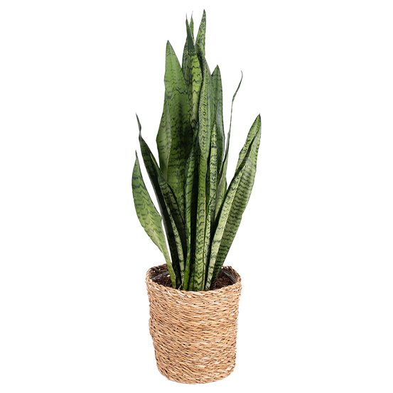 Sanseveria Zeylanica - pot D17cm