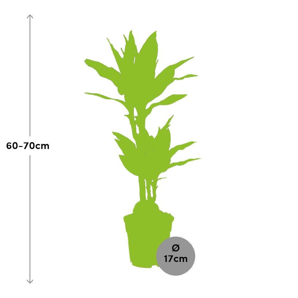Plante d'intérieur - dracaena 'janet lind' 70.0cm