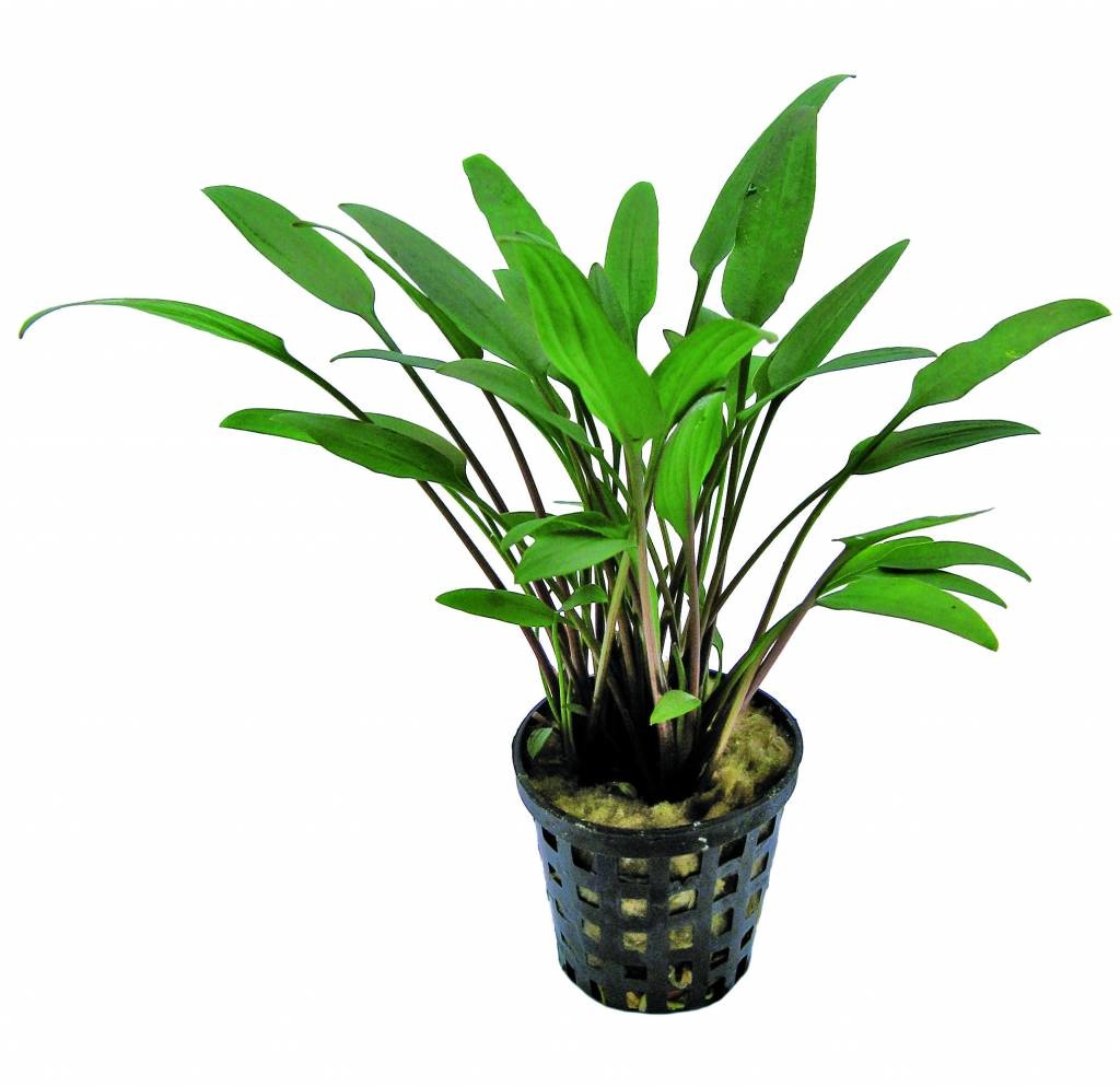 AquastoreXL Plantenpakket Medium 3 | Aquariumplanten