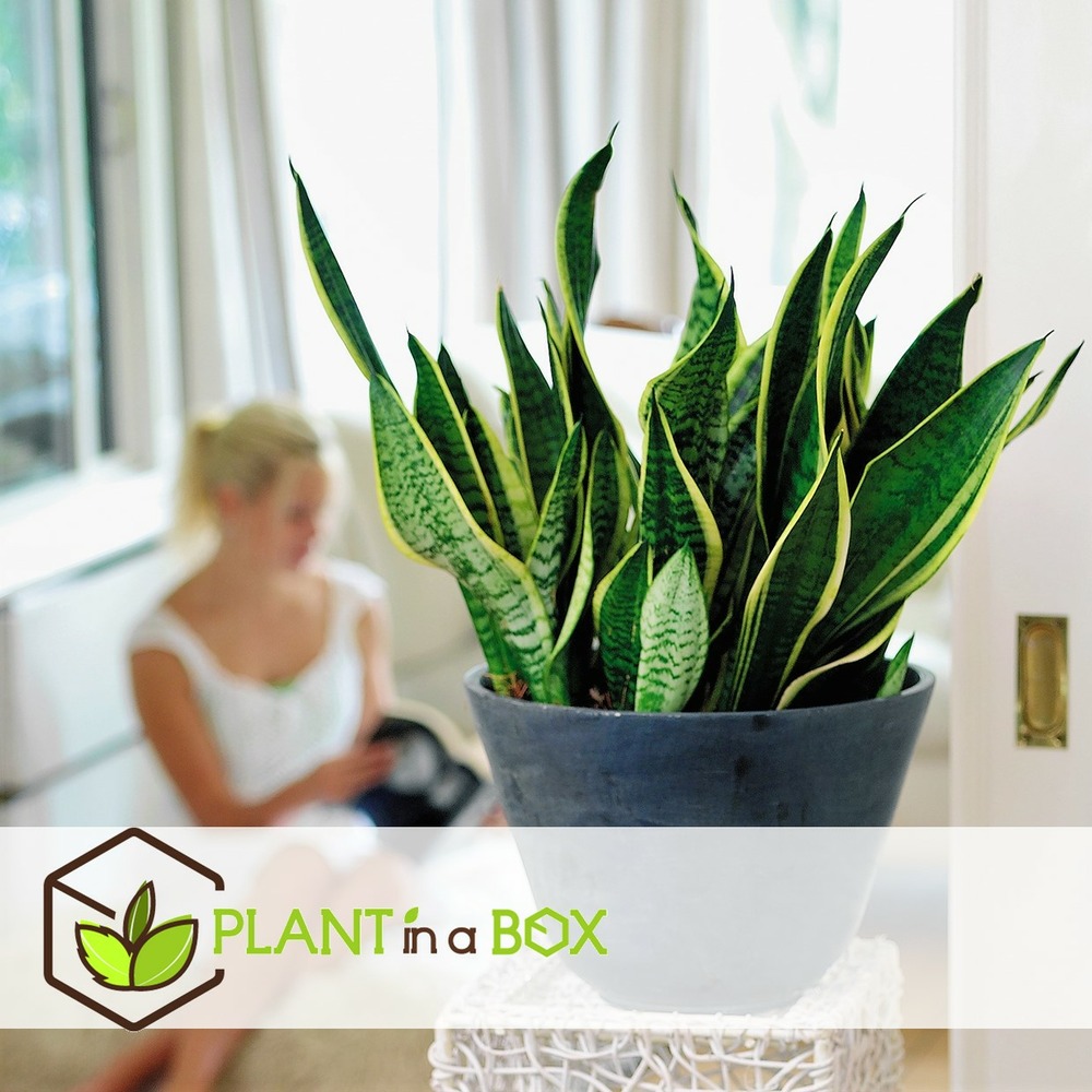 Sansevieria laurentii - langue femelle - pots 12cm - hauteur 30-40cm