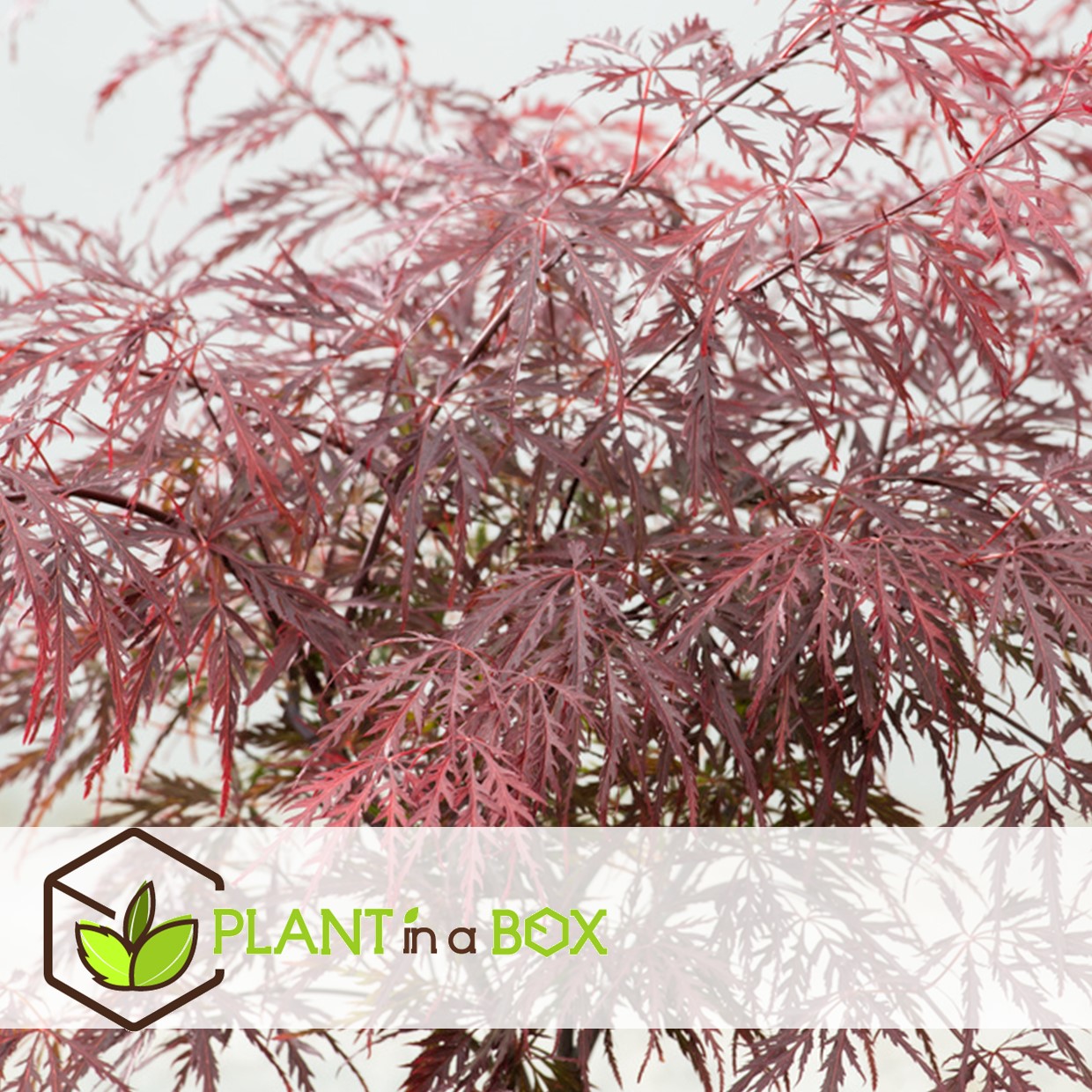 Acer palmatum 'garnet' - érable du japon - pot 19cm - hauteur 60-70cm