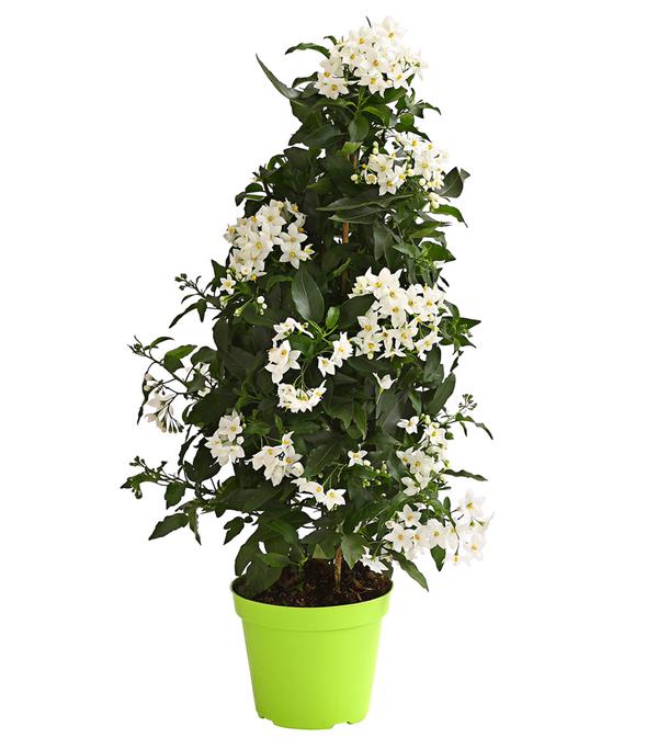Jasminblütiger Nachtschatten, Pyramide