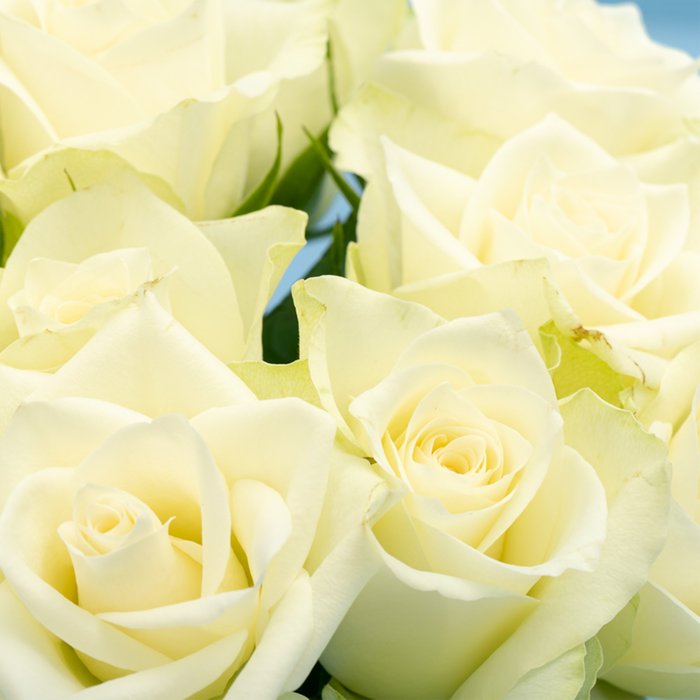 Brievenbusbloemen | Rozen | Wit