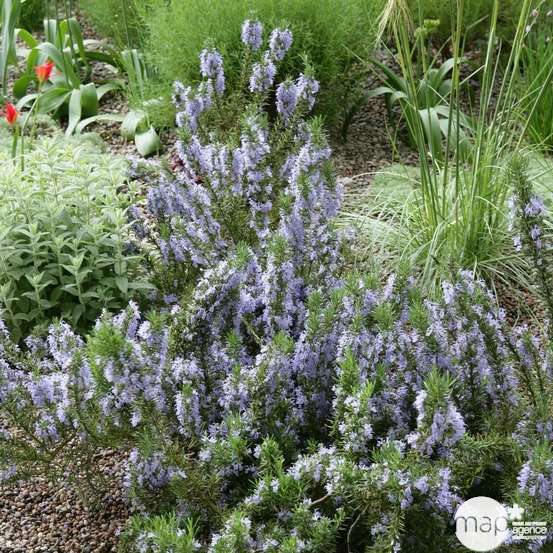 Rosmarinus officinalis ' Pointe du Raz ' : touffe ctr 3 litres