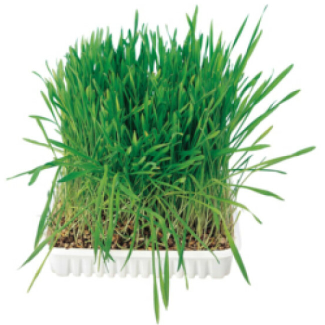 Sachet de semences d'herbe à chat Trixie