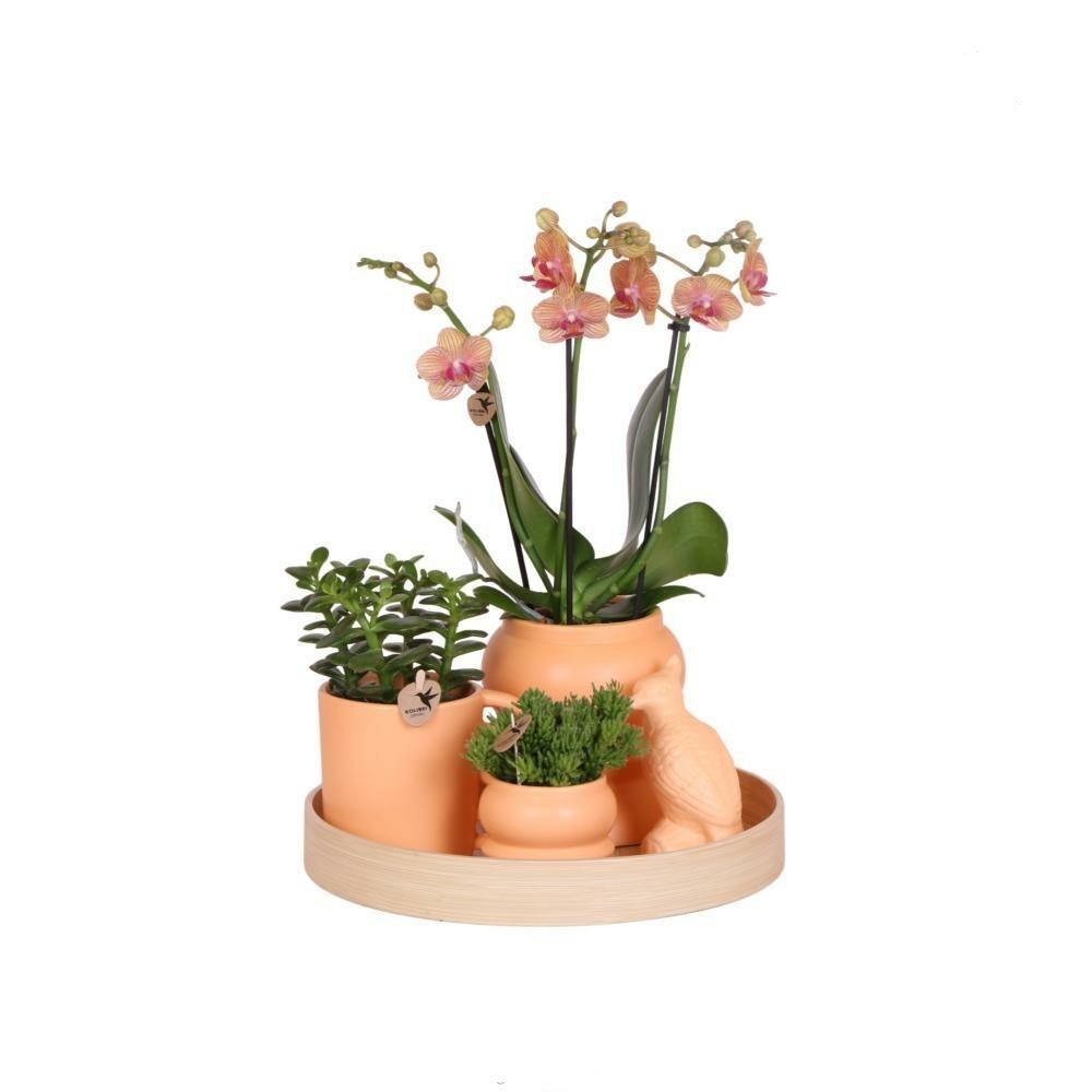 Ensemble de vie d'intérieur avec plantes d'intérieur faciles d'entretien - y compris décoration - prix tout compris 