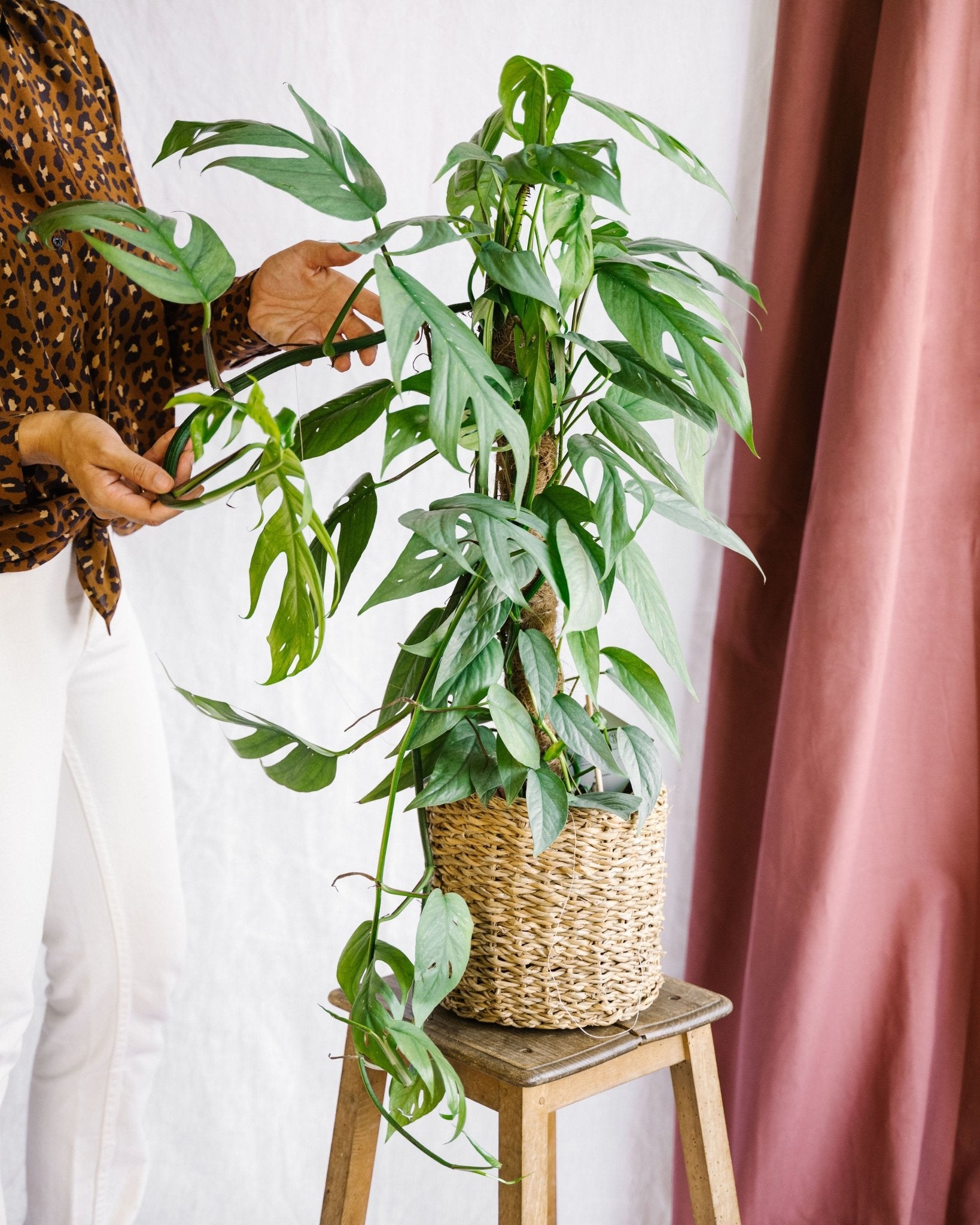 Plante d'intérieur - epipremnum pinnatum cebu blue sur tuteur h65cm 65cm