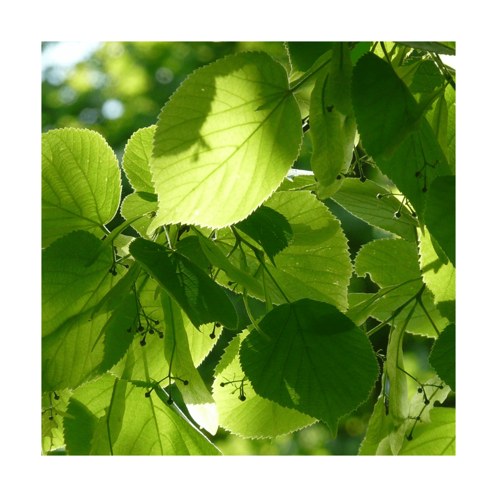 Tilleul à petites feuilles/tilia cordata[-]pot de 7,5l - 80/100 cm