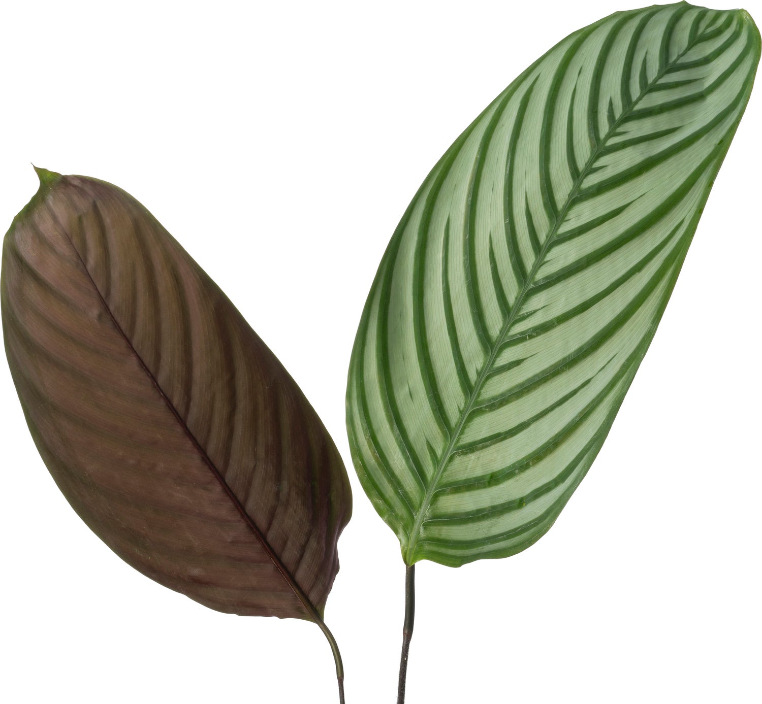 Ctenanthe (Ctenanthe oppenheimiana) D 24 H 130 cm