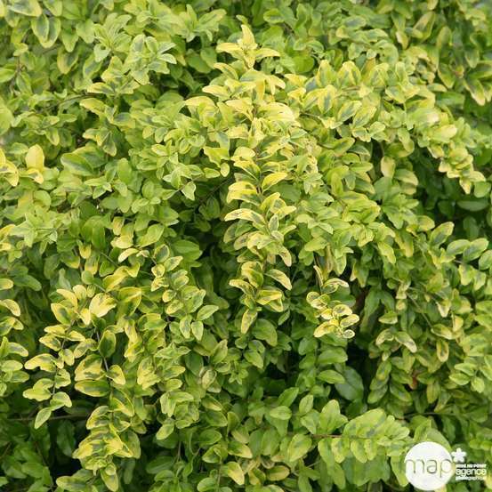 Ligustrum sinensis ' Lemon and LimeTM ' : ctr 5 litres