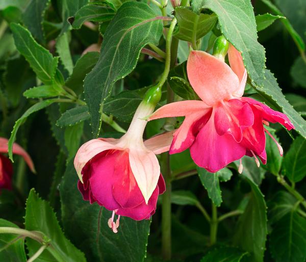 Fuchsie, Stämmchen, verschiedene Sorten