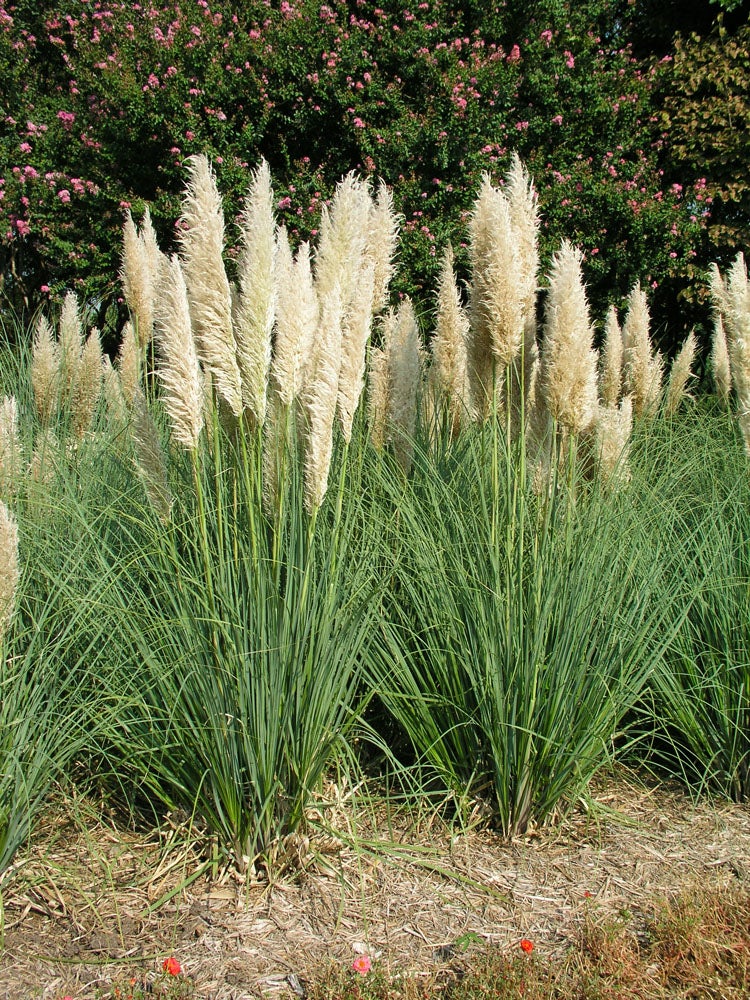 Pampasgras (Cortaderia selloana 'Pumila') D 26 H 90 cm