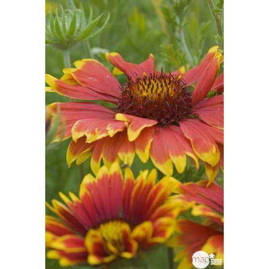 Gaillarde Kobold : godet vert