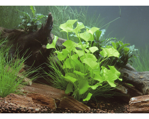 Taiwan Seapot - Nymphoides spec. Taiwan In Vitro
